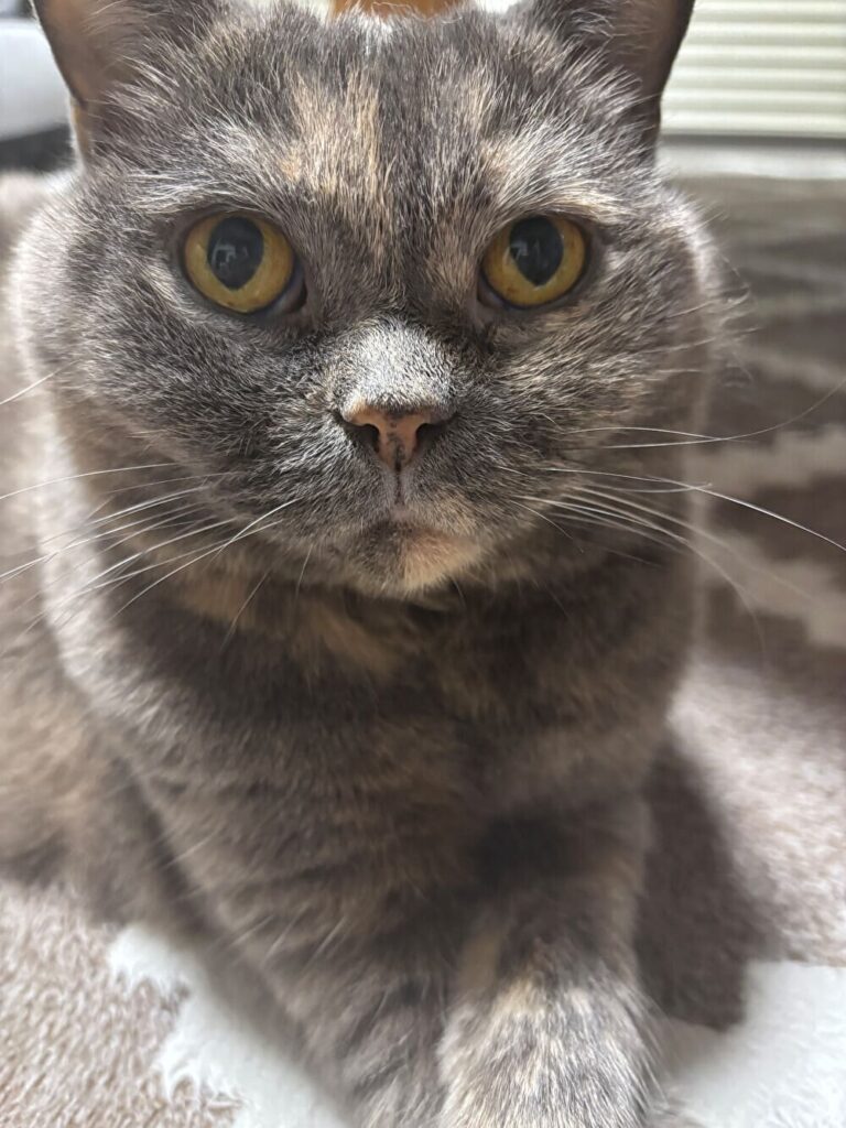 ブリティッシュショートヘアの愛猫